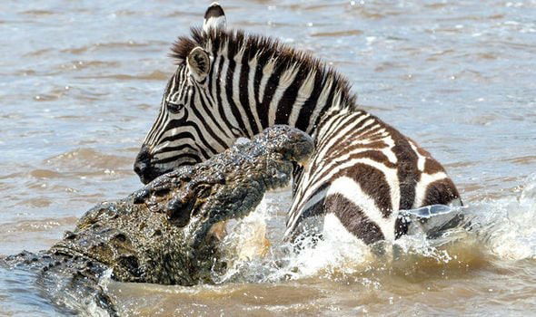 9 DAYS LUXURY SAFARI