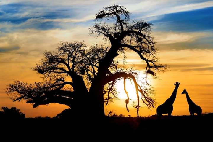 KARIBU TANZANIA/ WELCOME TANZANIA    Explore Tanzania home of wildlife sanctuary image