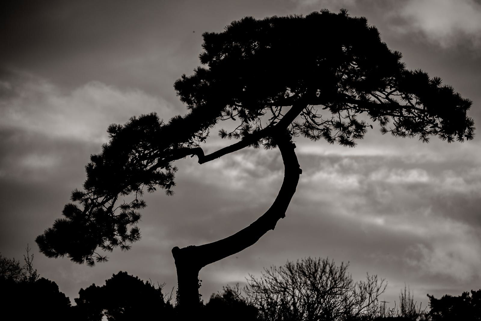 concours 2023 " L'ARBRE "