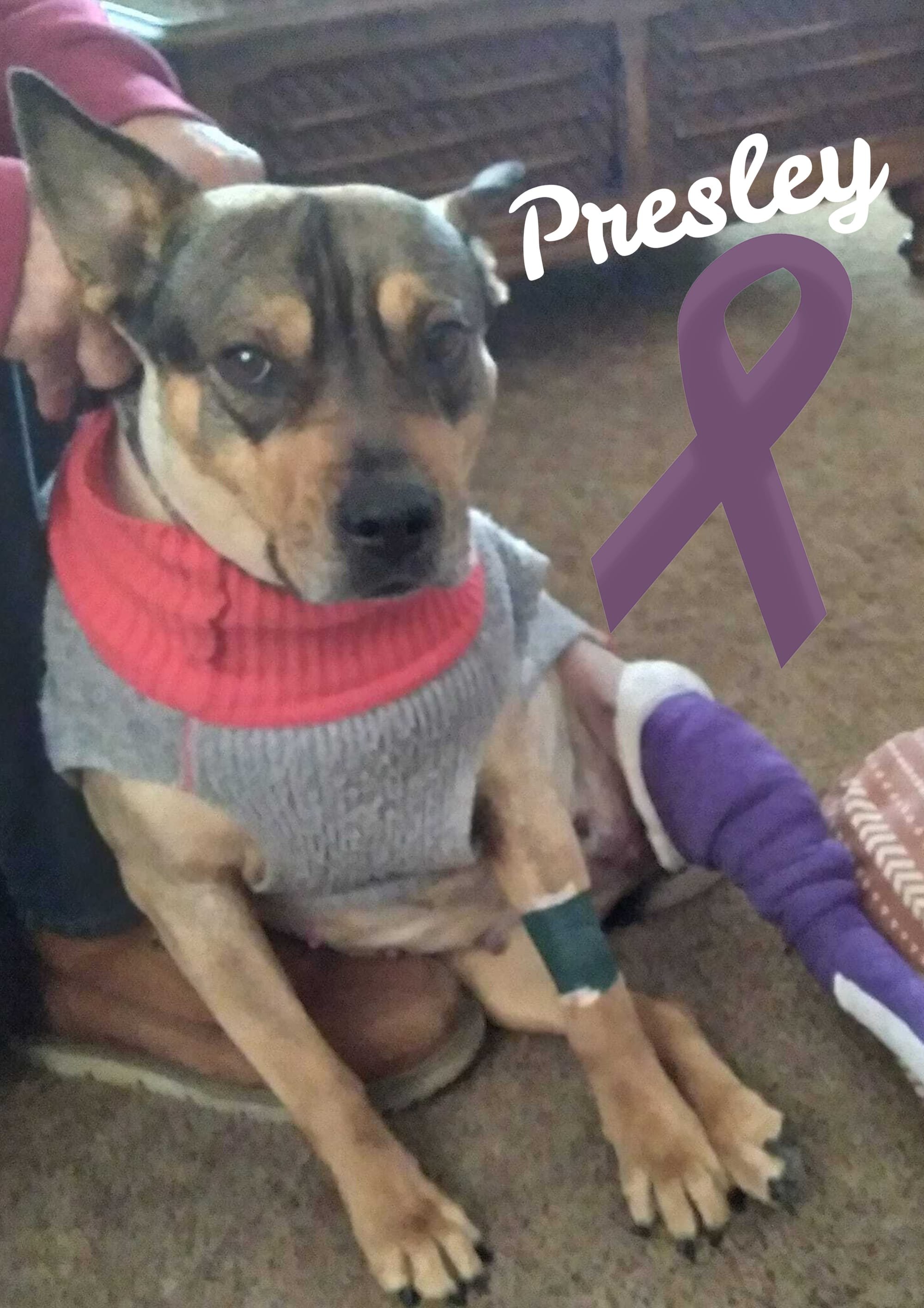 August is Animals in Domestic Violence Awareness Month-Presley