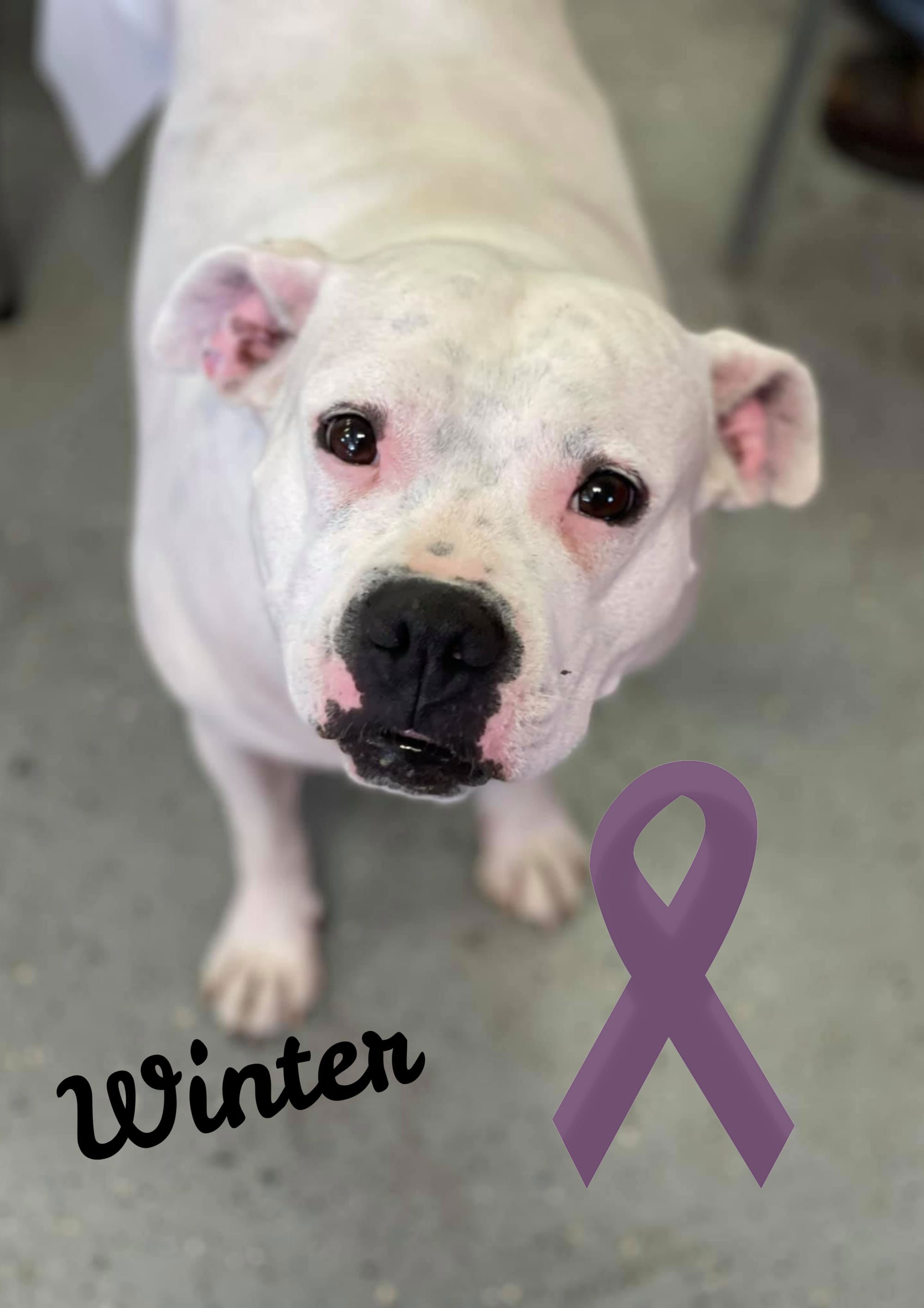 August is Animals in Domestic Violence Awareness Month-Winter