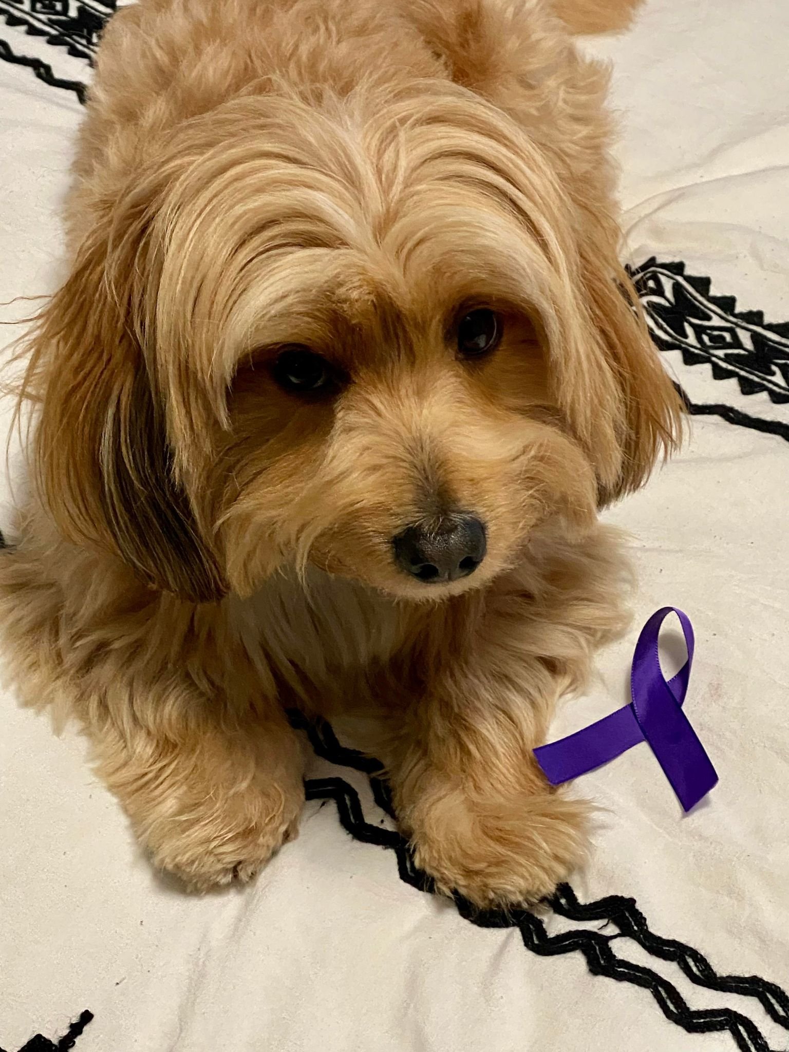 August is Animals in Domestic Violence Awareness Month- Tony