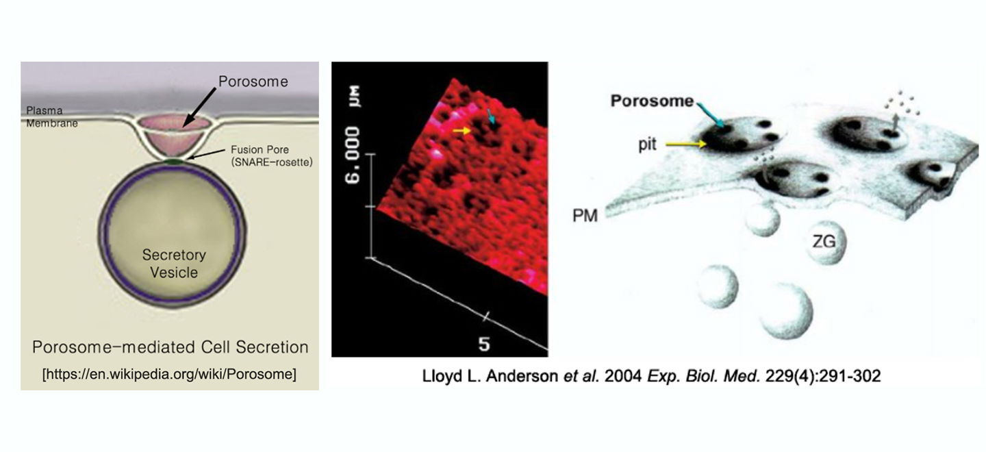 Brief Narrative on Porosome Discovery & Cell Secretion Mechanism