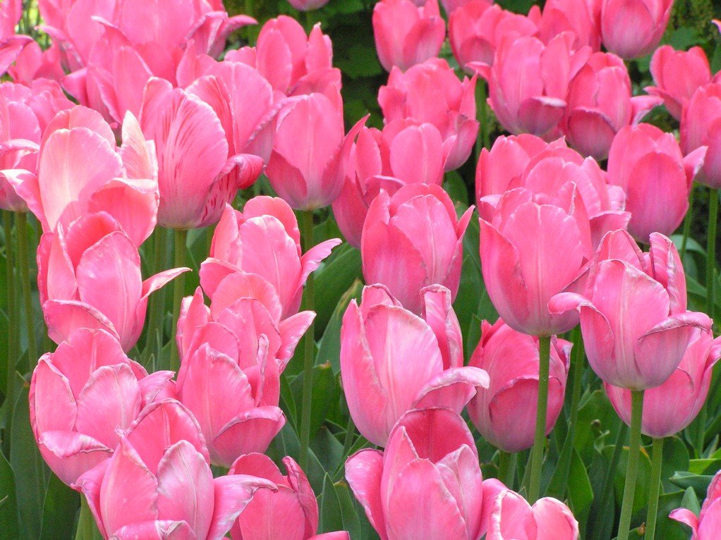 Tulipany OB UJ