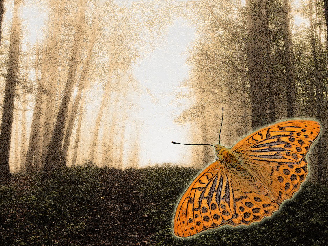 Motyl, wyjście z lasu