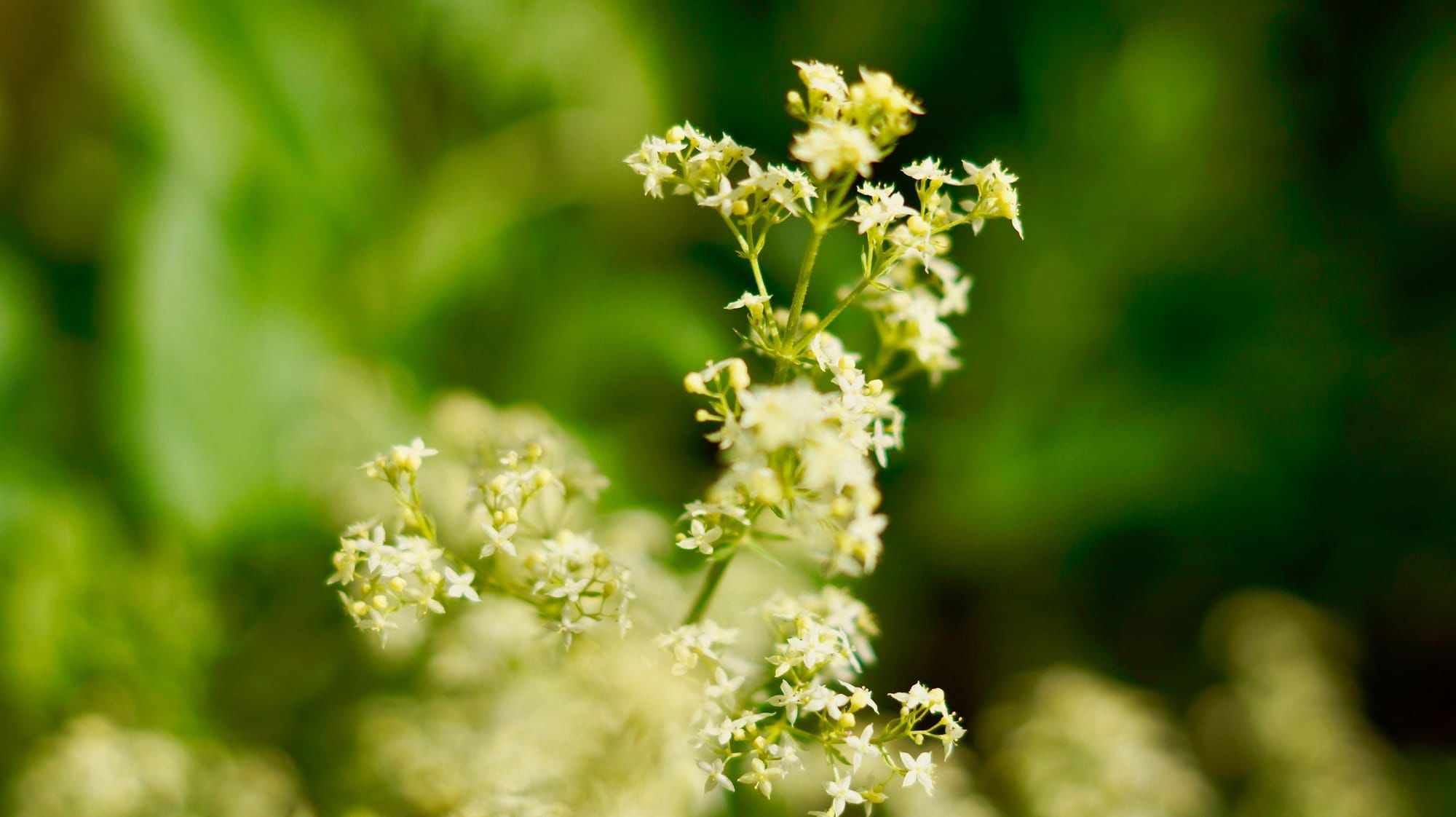 Przytulia, galium, makro z jasnym obiektywem na przydrożu.