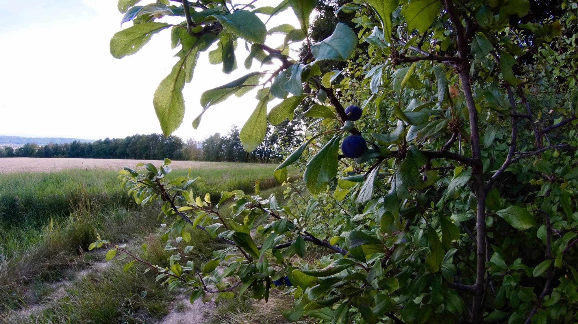 Brzeg lasu z śliwą tarniną owocującą.