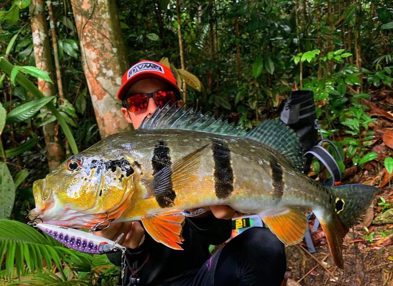 How to Catch Peacock Bass in Singapore ?