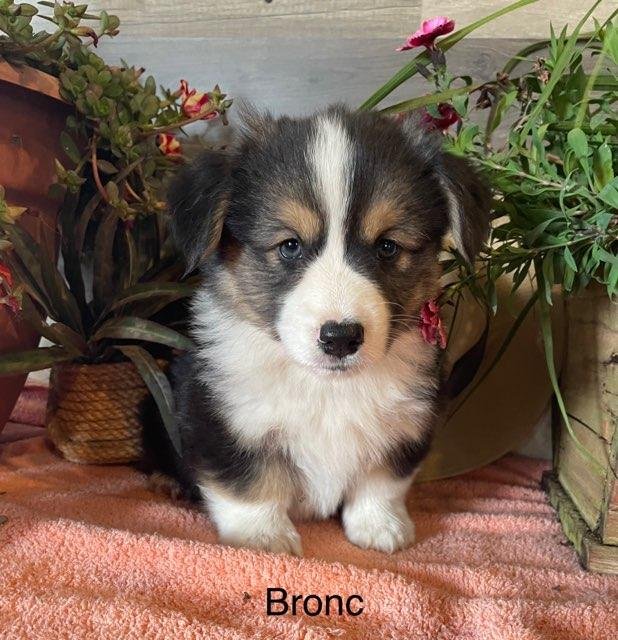 Bronc