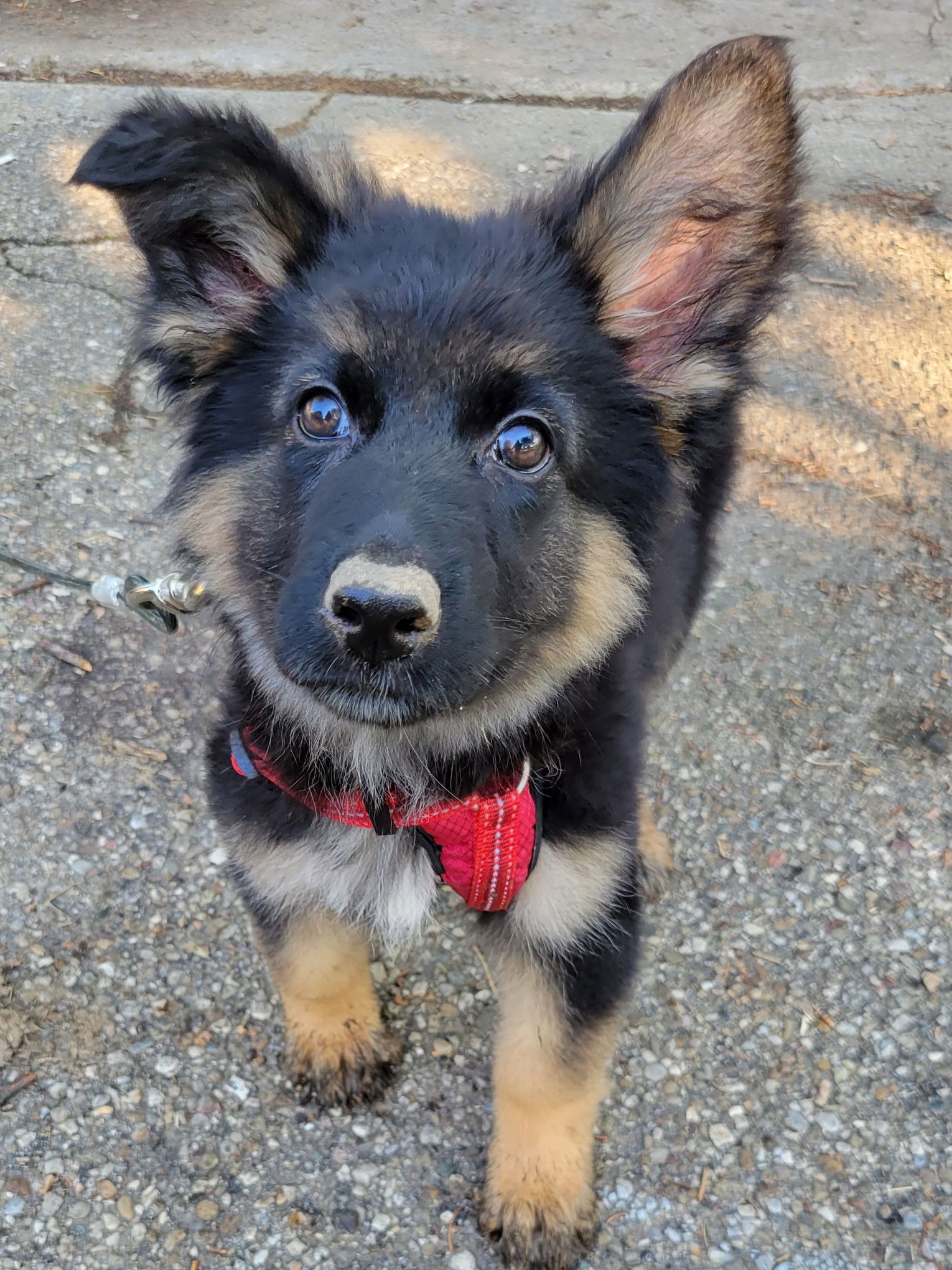 Puppy Leads the Way