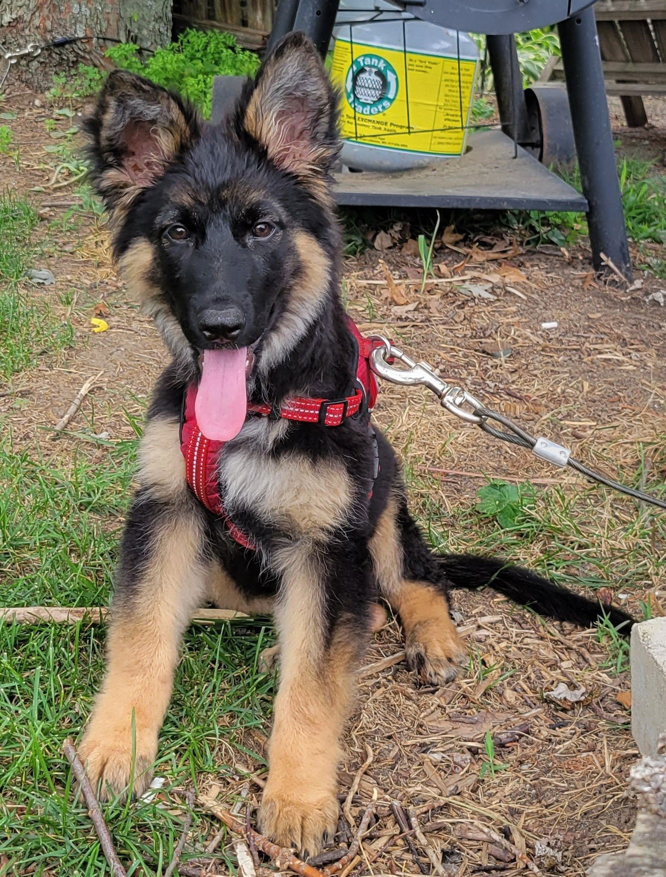 Picking a german shepherd sales puppy