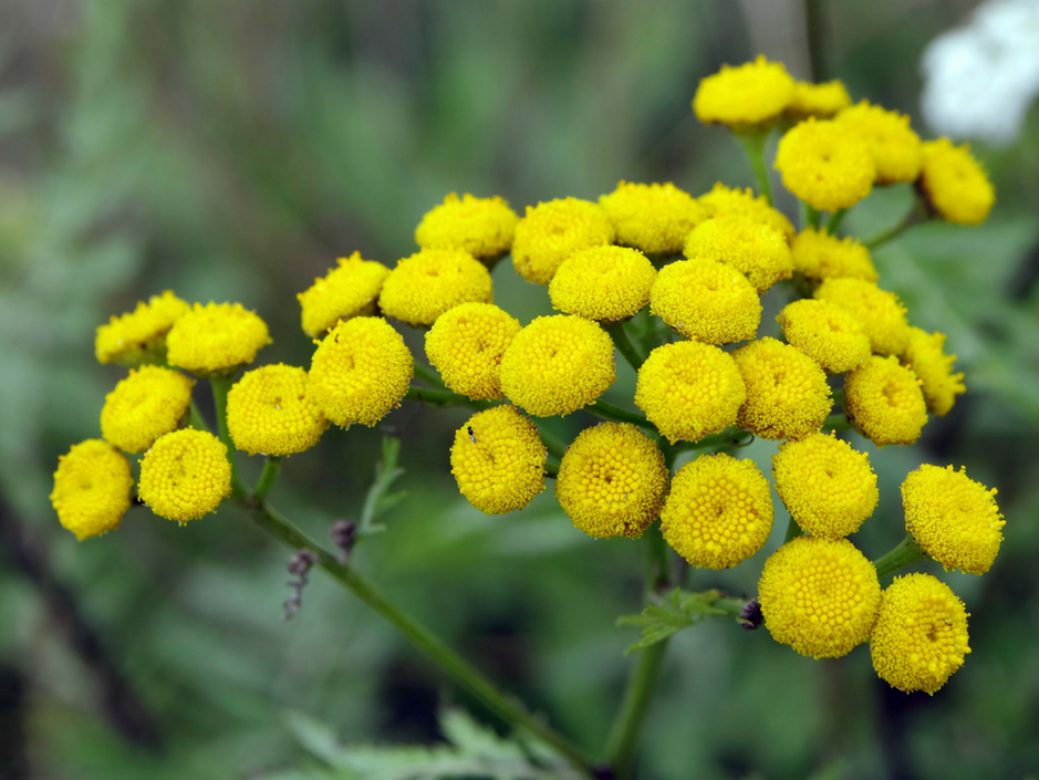 Blue Tansy: The Anti-Inflammatory Holy Grail Ingredient
