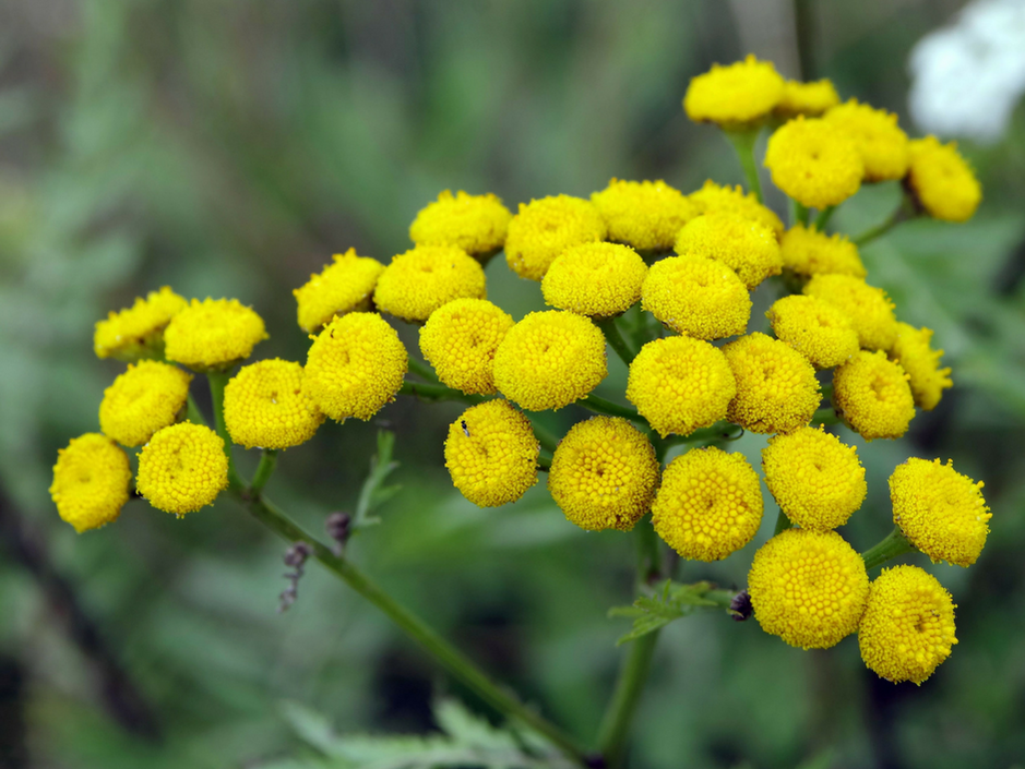 Tanacetum annuum on sale