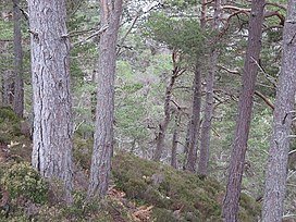 Scots Pine Essential Oil – the 'Pioneer' Plant'