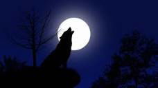 Wolf Full Moon Women's Circle in January 2023