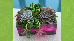 Sips & Succulents Workshop Under the Full Moon