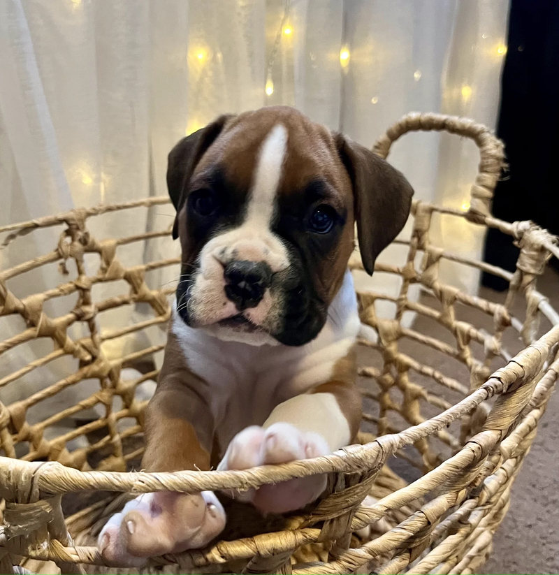 Bella's 'Bluey' Litter - Spring 2022 The theme for this litter was the ...