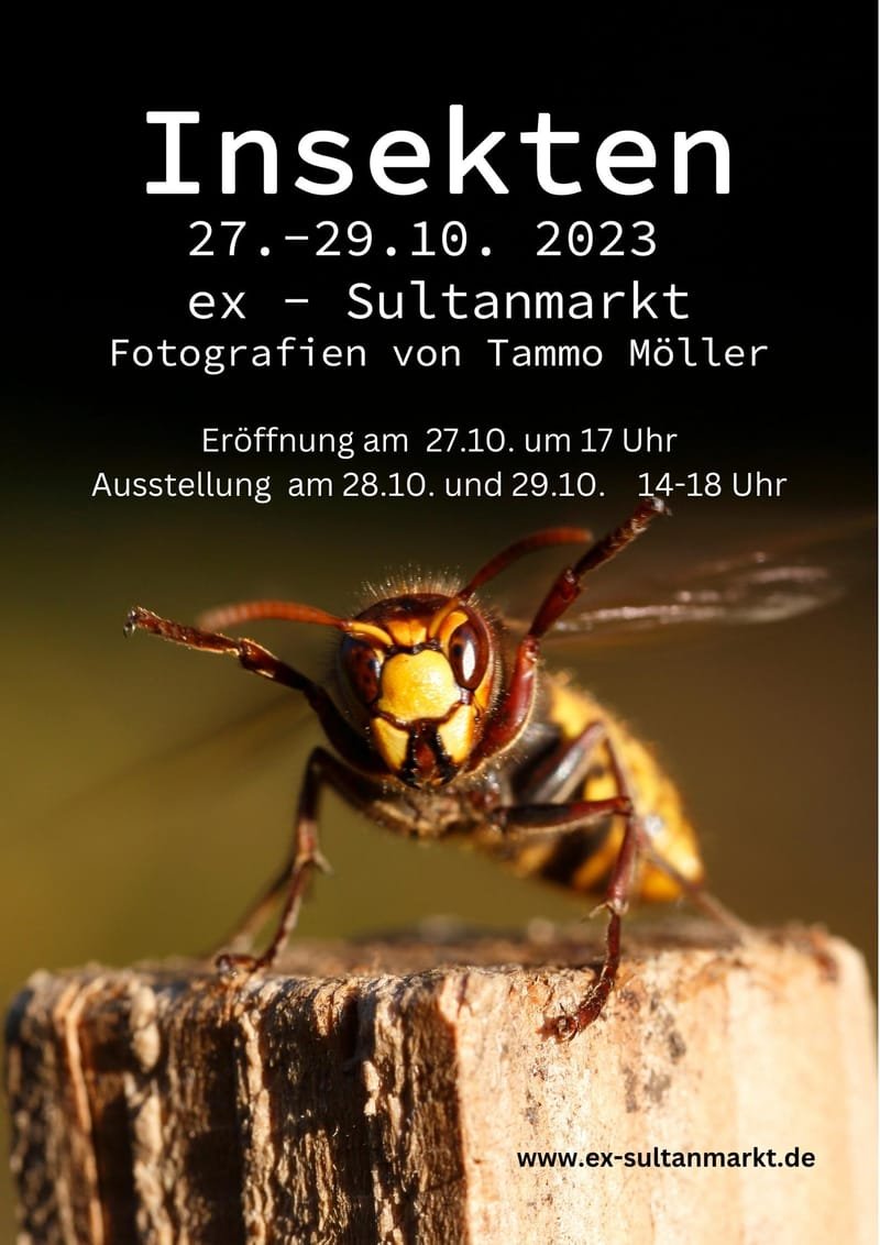 kleine Insekten mal in groß - Makro  Fotografie von Tammo Möller