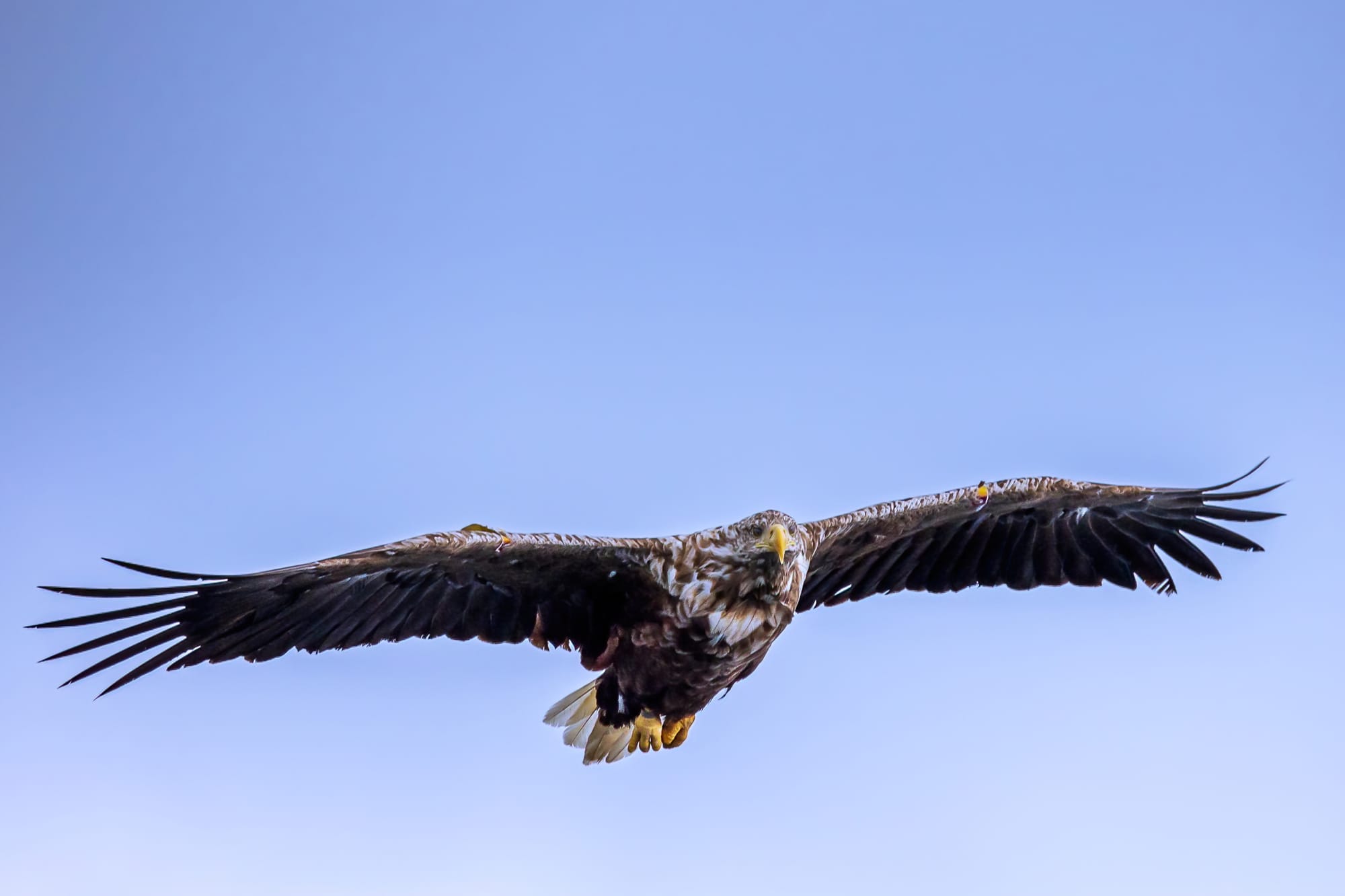 White tailed Eagle - GP-PHOTOGRAPHY