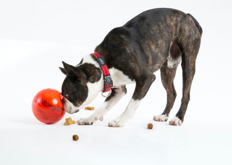 Enrichment activities - The Canine 