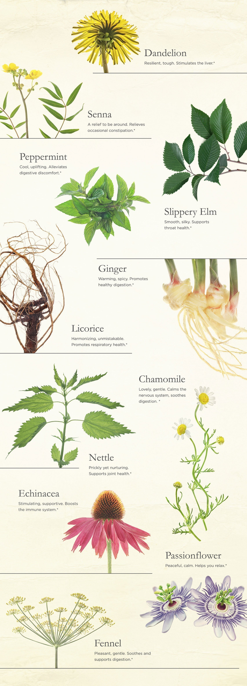 Naturopathy - Herbal Medicine - Iridology