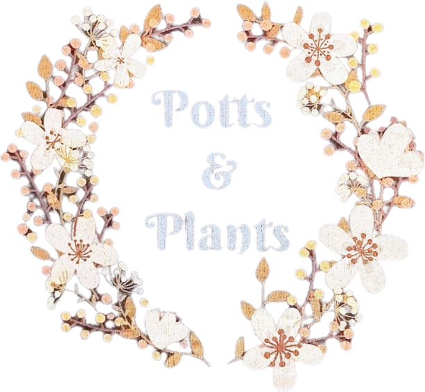 Potts Plants   800 Filter Nobg 6218d50c027f2 