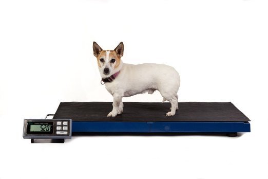 Made In China Pet Scale, Dog Scale, Animal Scale - Advent