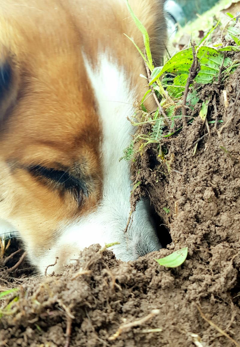 Wie orientieren sich Tiere?