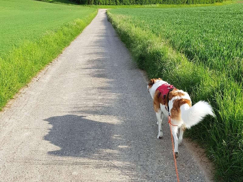 Hundespaziergang