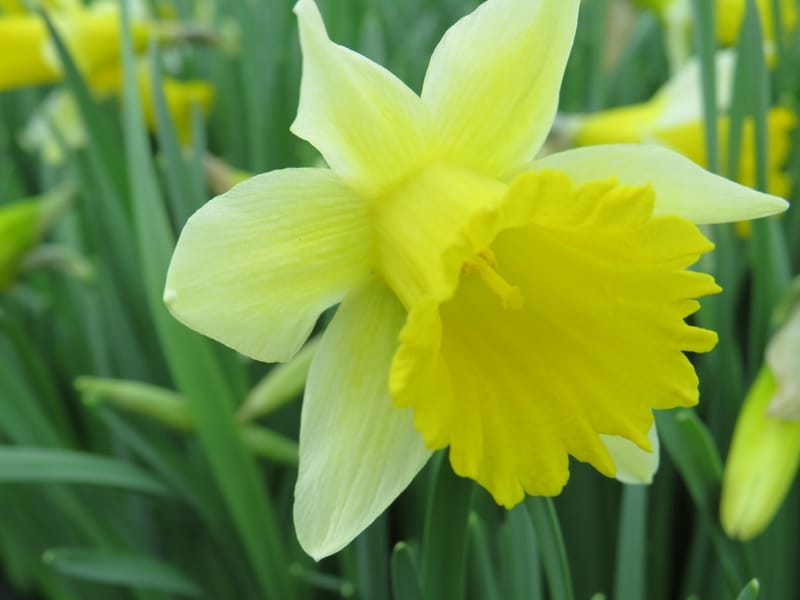Bulb planting - wild daffodils