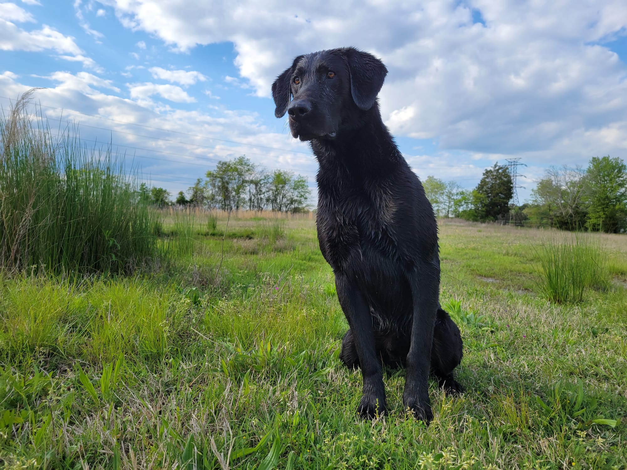 Dog Trainer Virginia