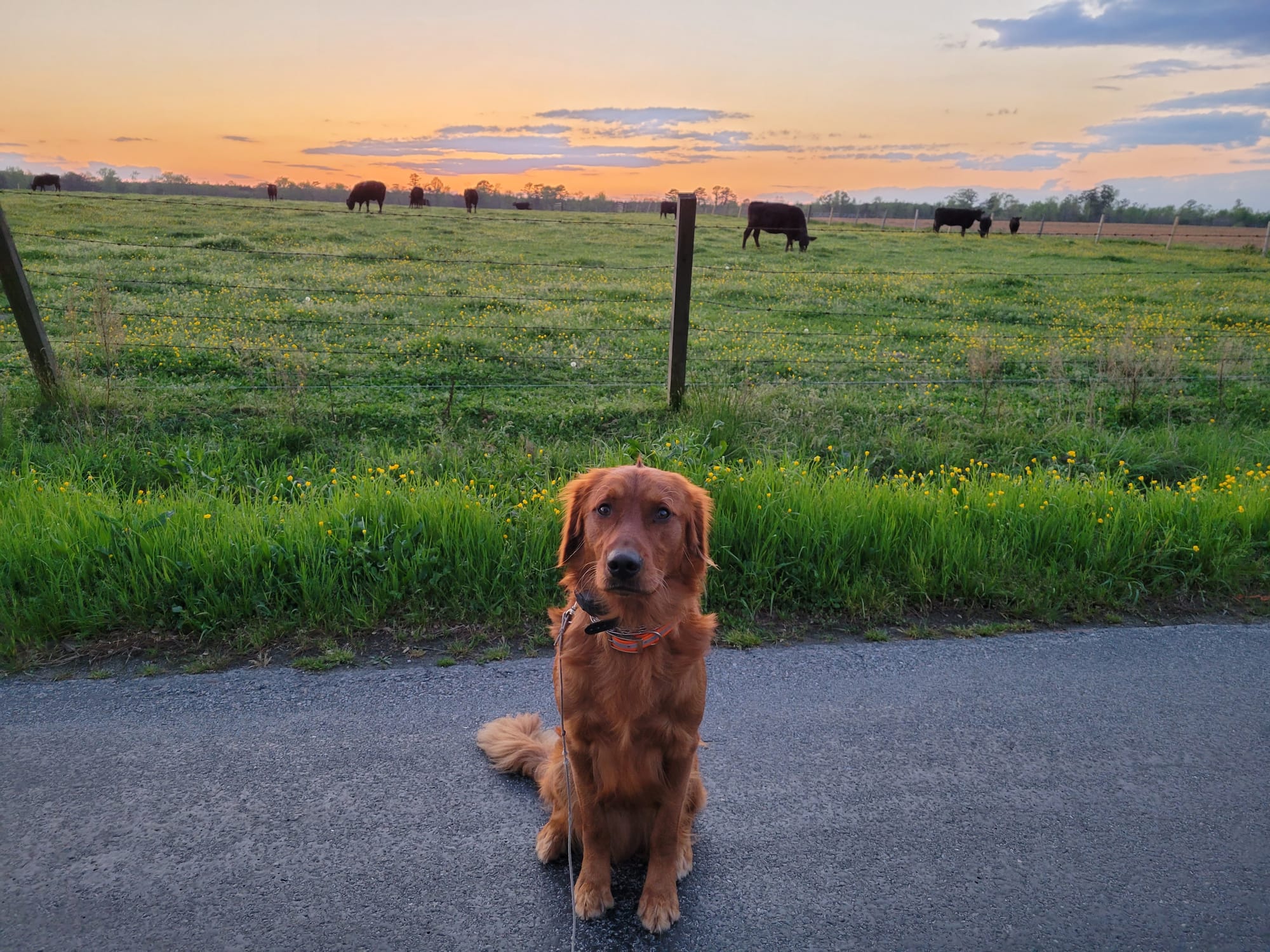 Dog Trainer Virginia