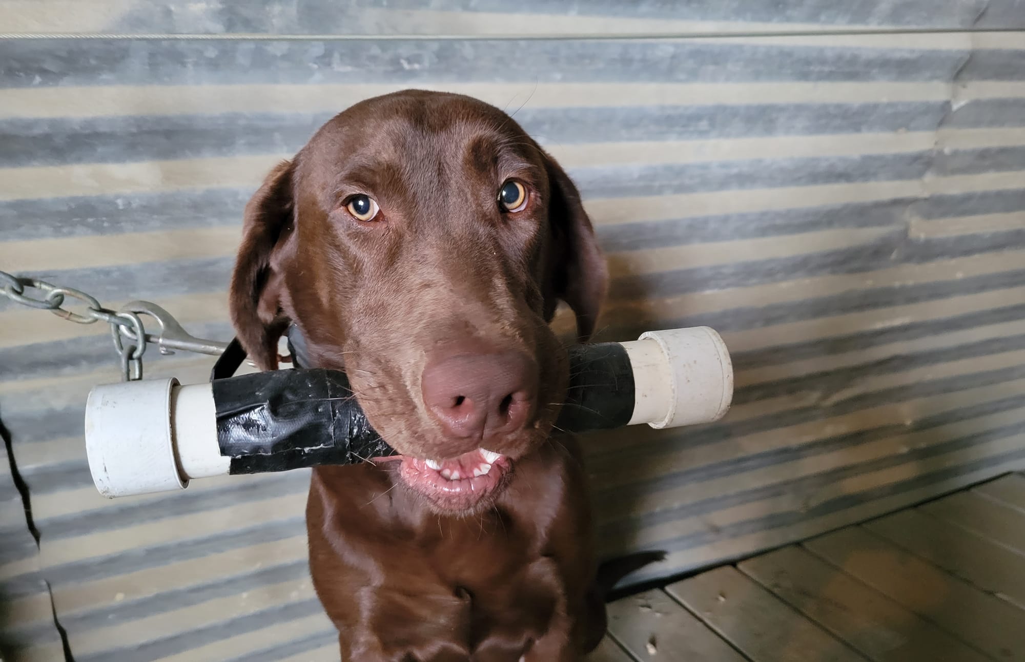 Dog Trainer Virginia