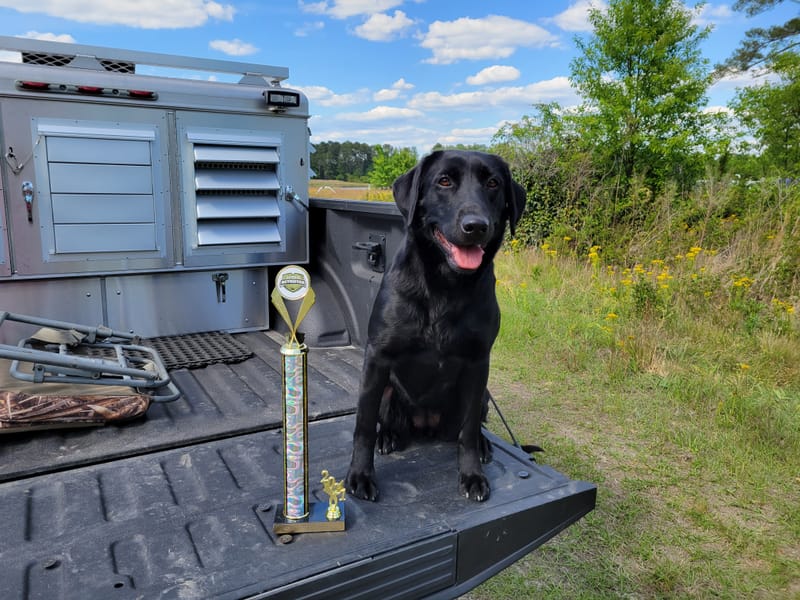 Dog Trainer Virginia