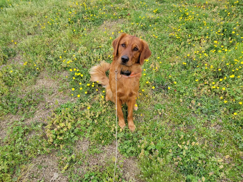 Dog Trainer Virginia