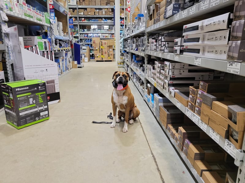 Dog Trainer Virginia