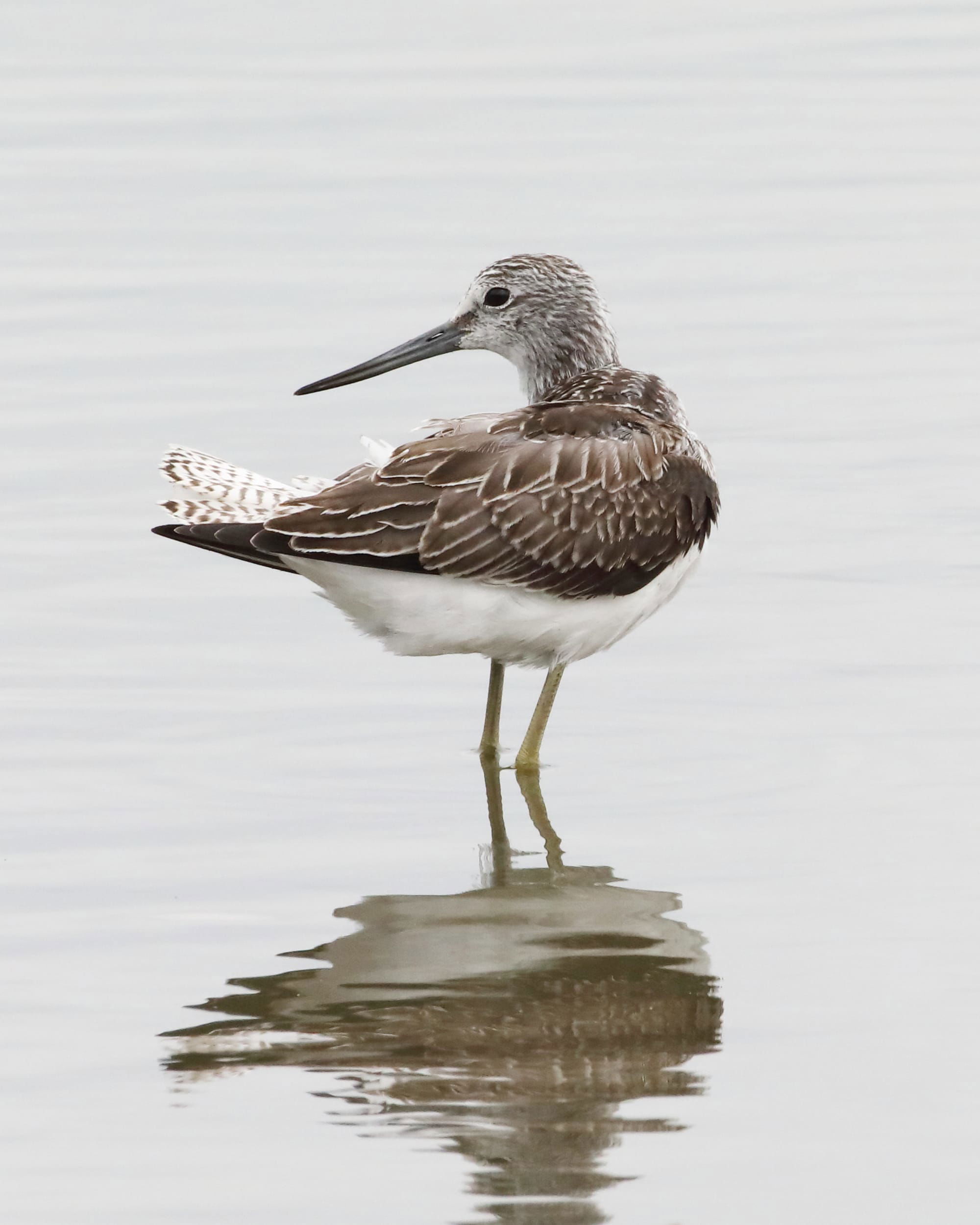 Greenshank