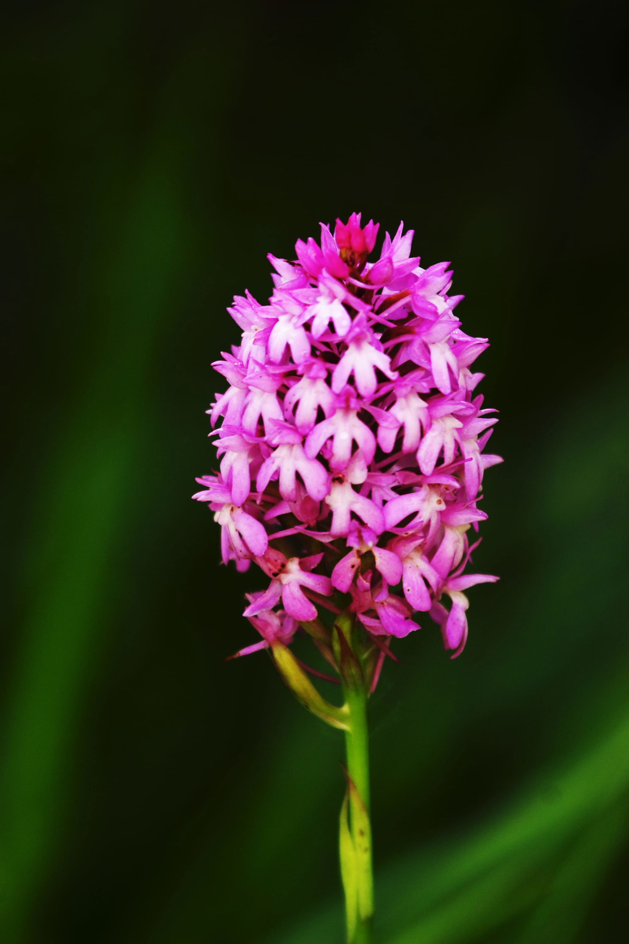 Pyramid orchid