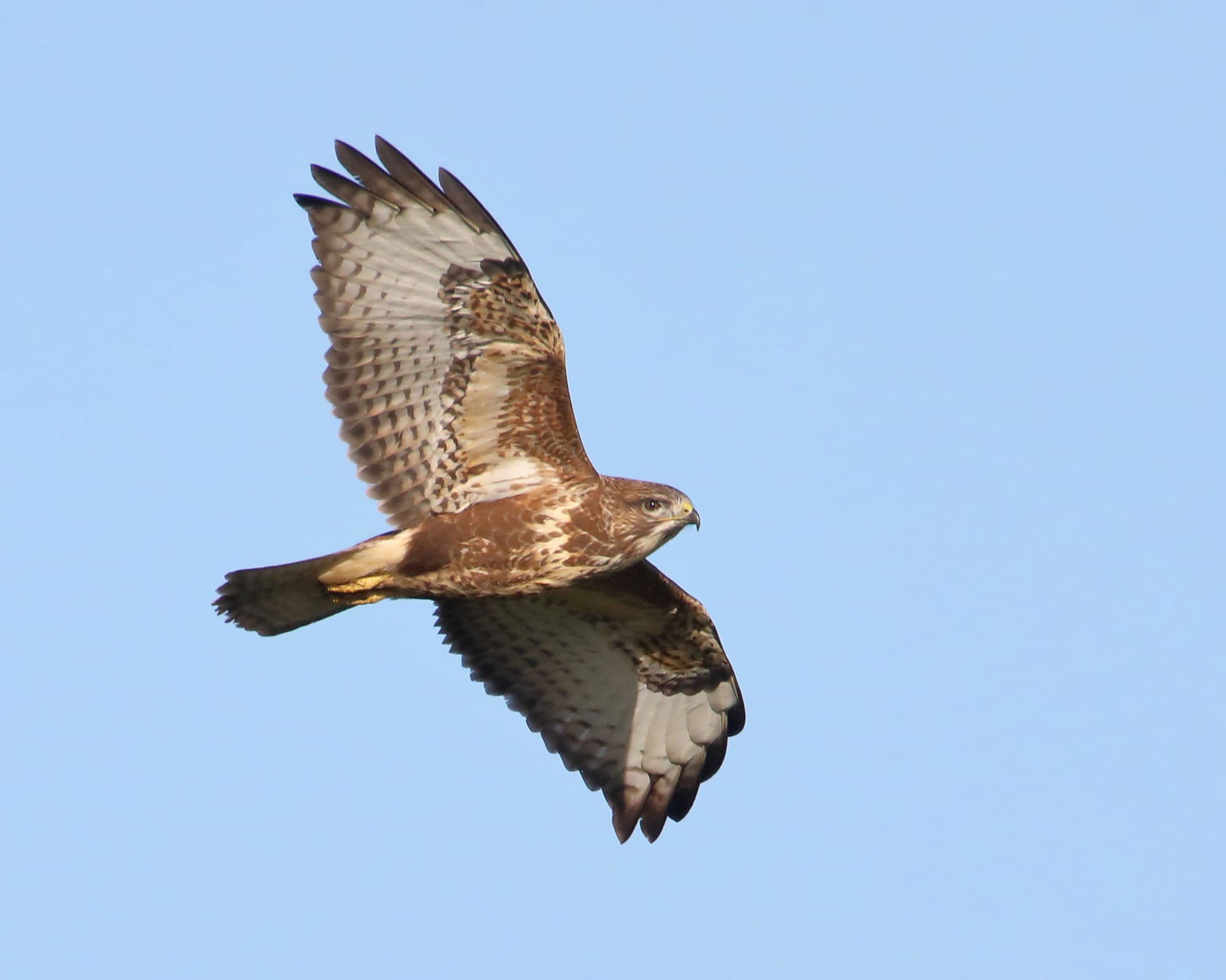 Buzzard