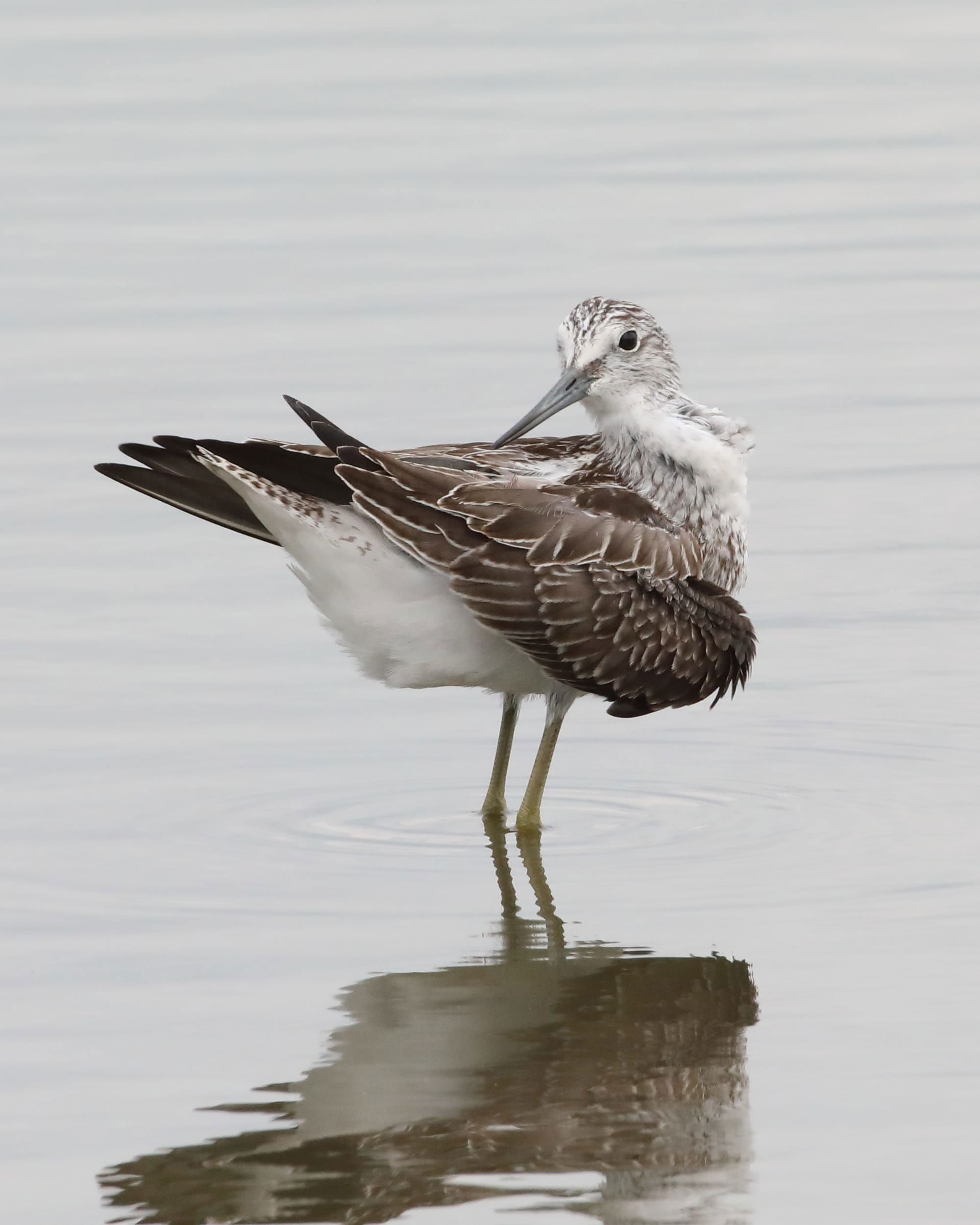 Greenshank