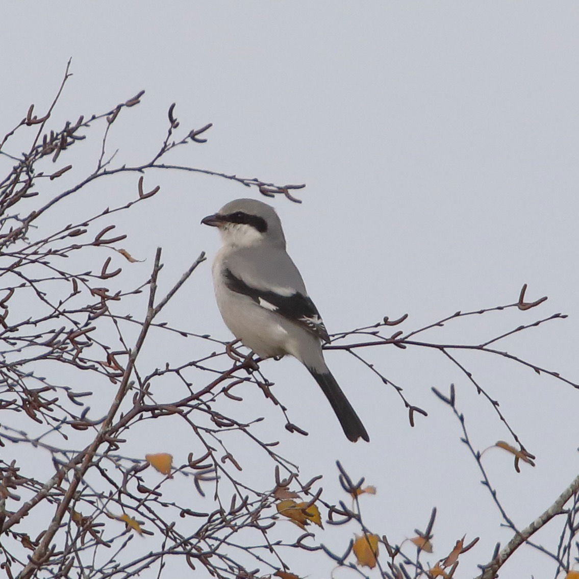 Great Grey Shrike