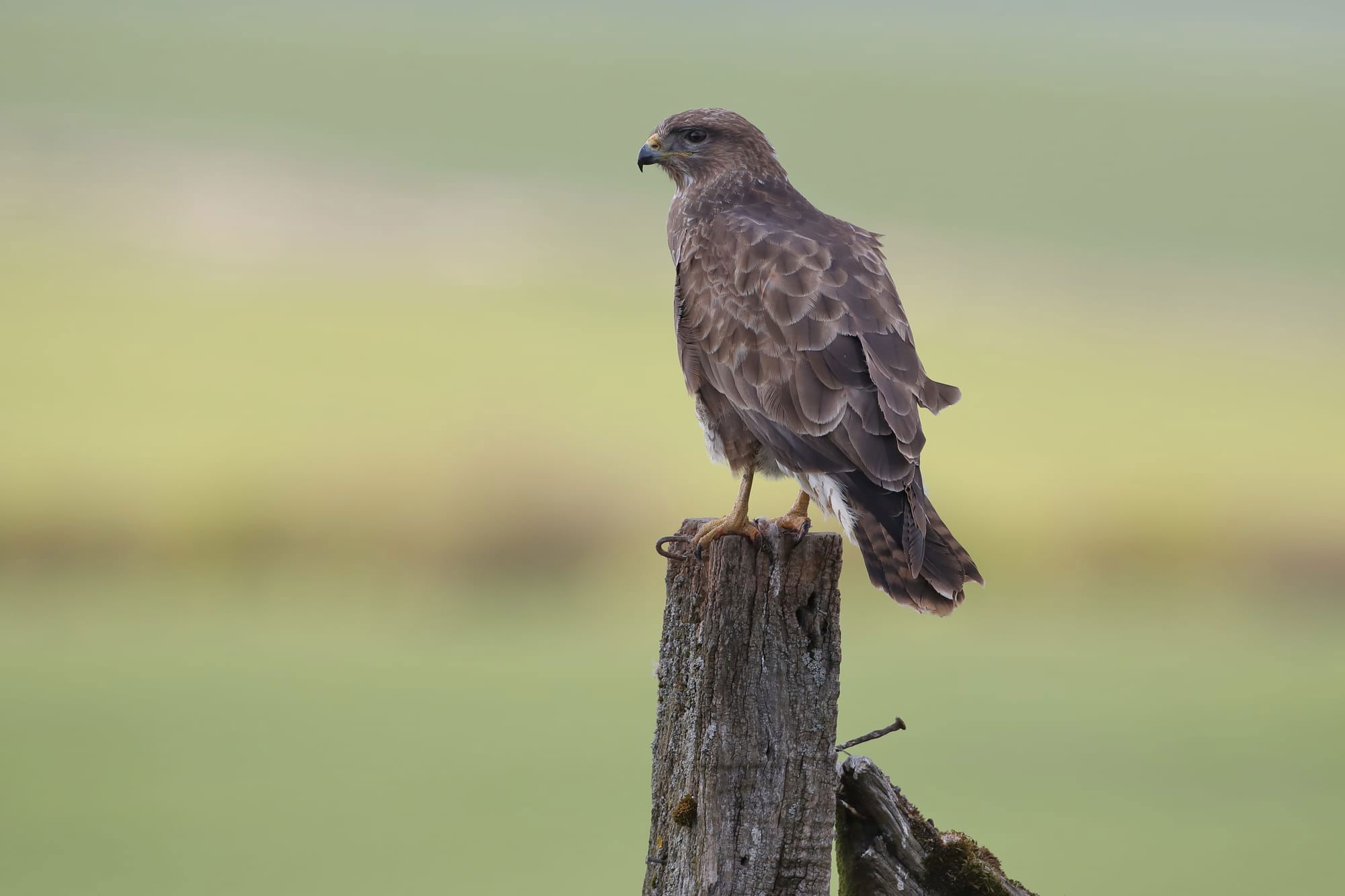 Buzzard