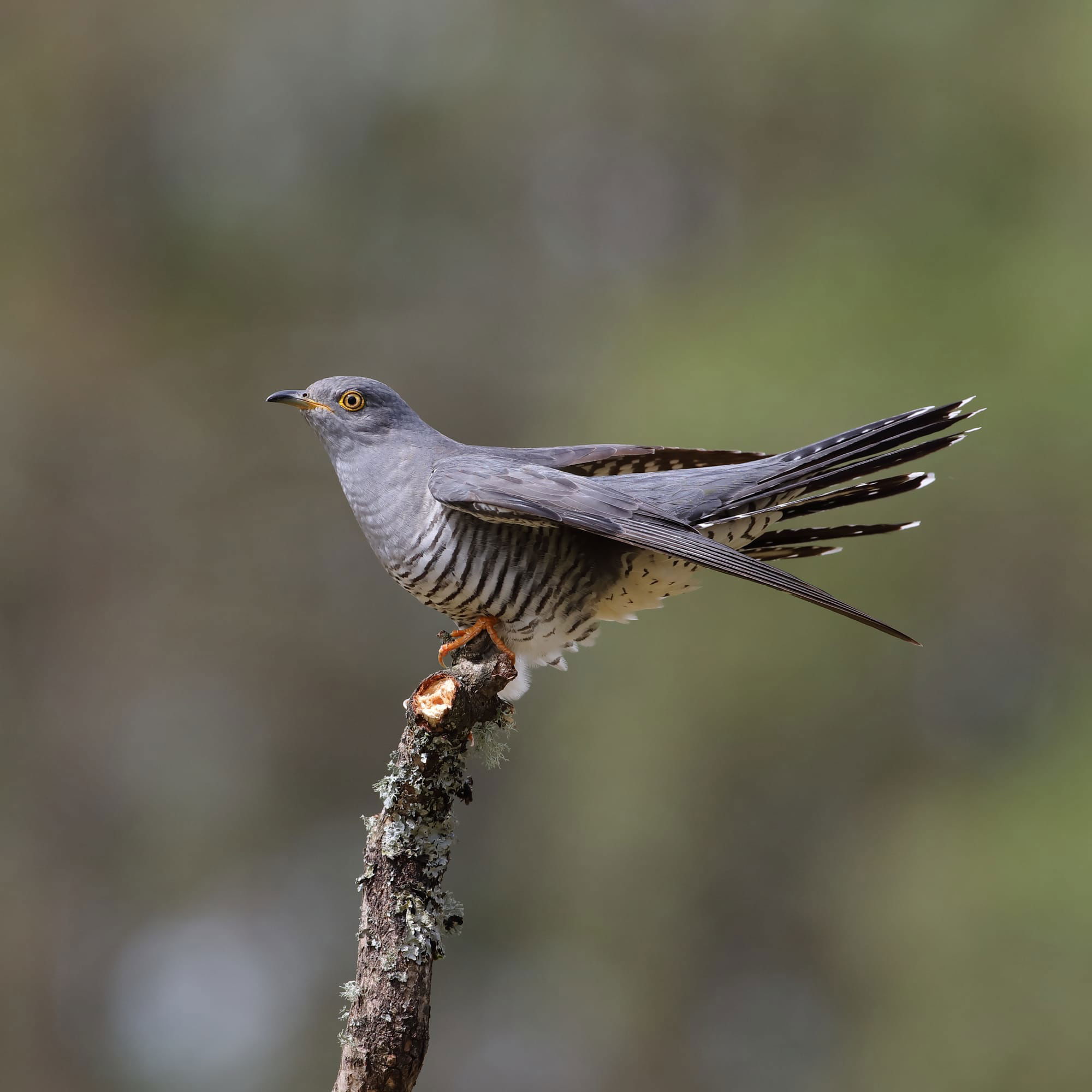 Cuckoo