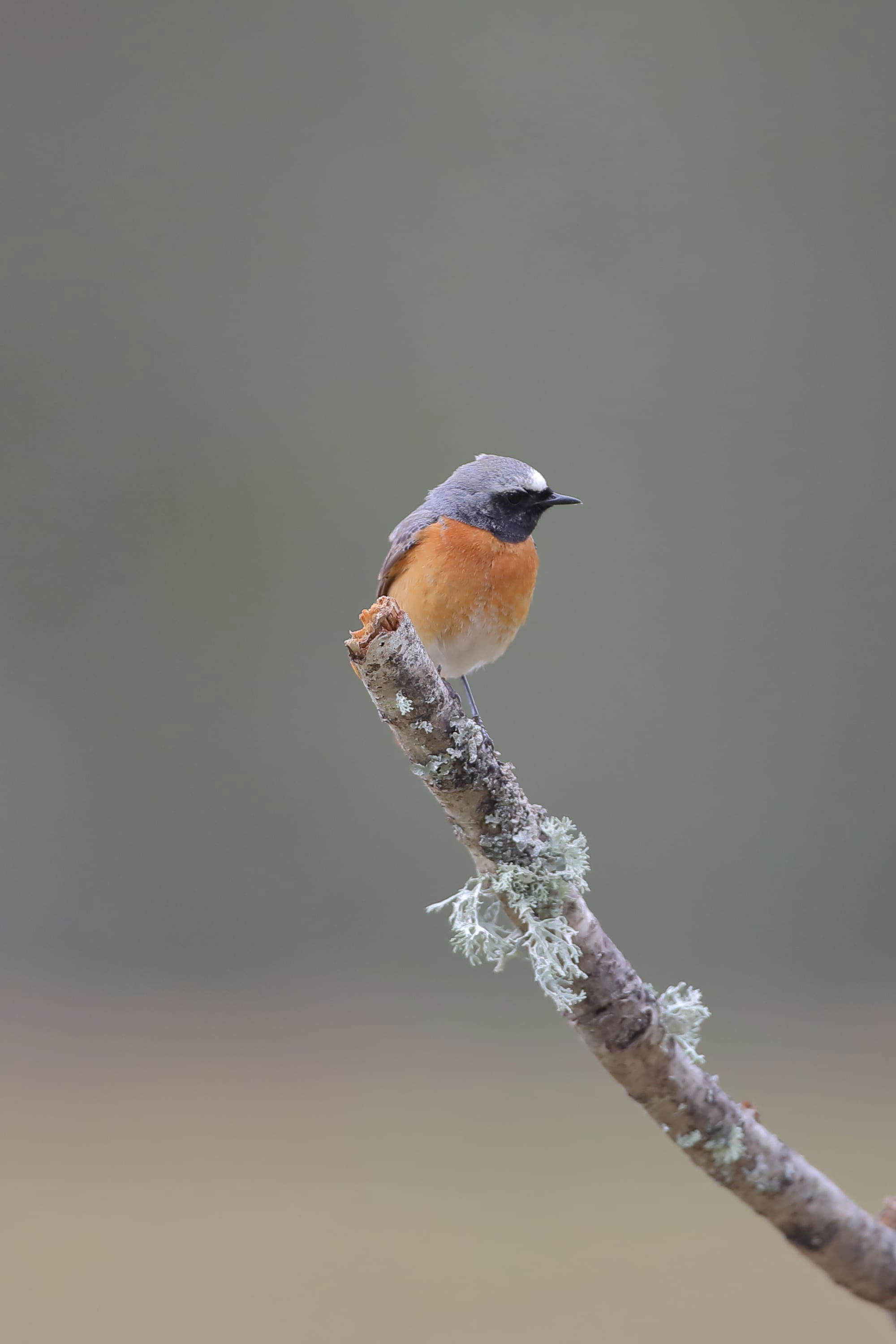 Redstart