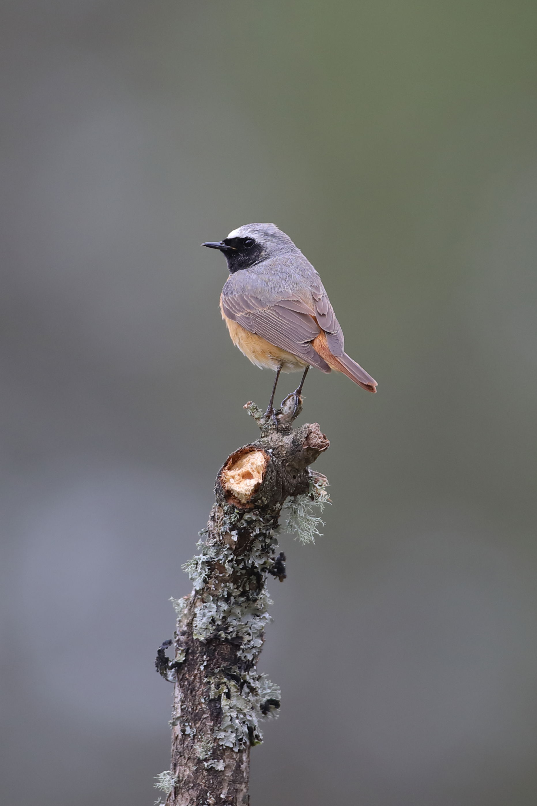 Redstart