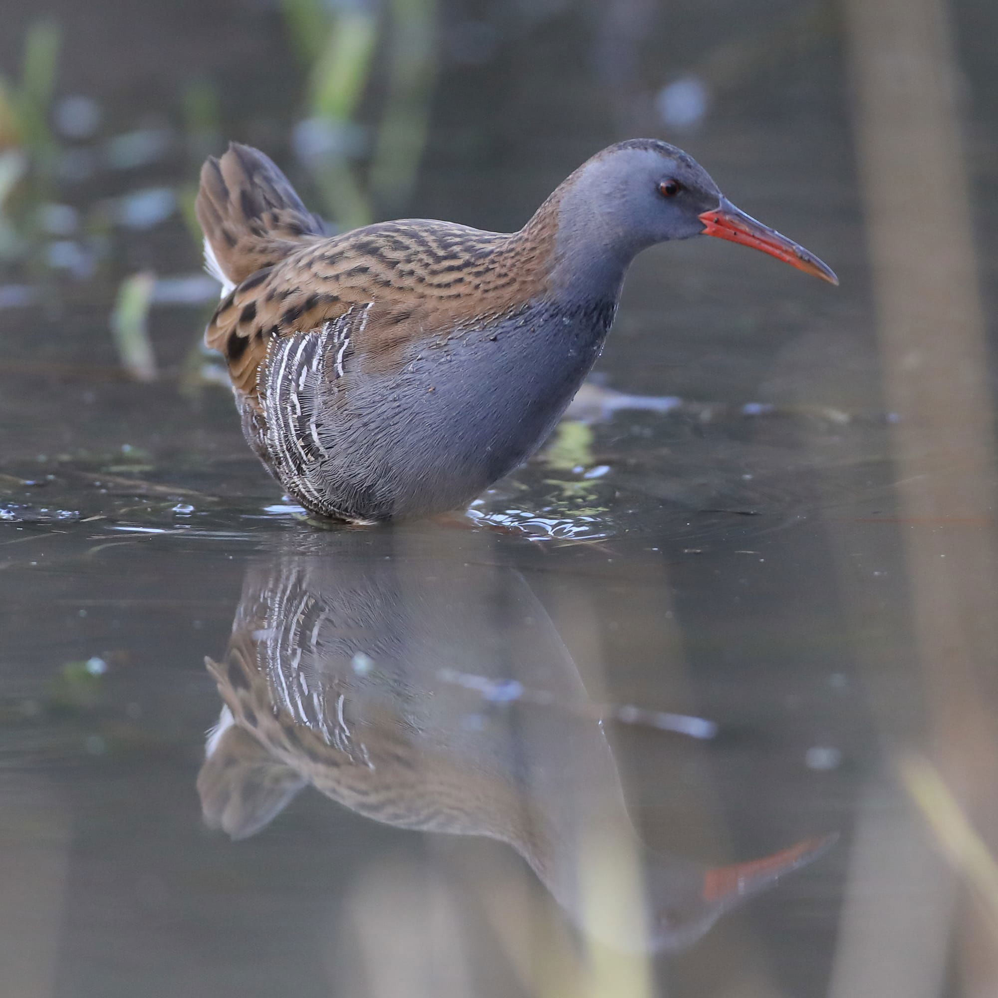 Water Rail