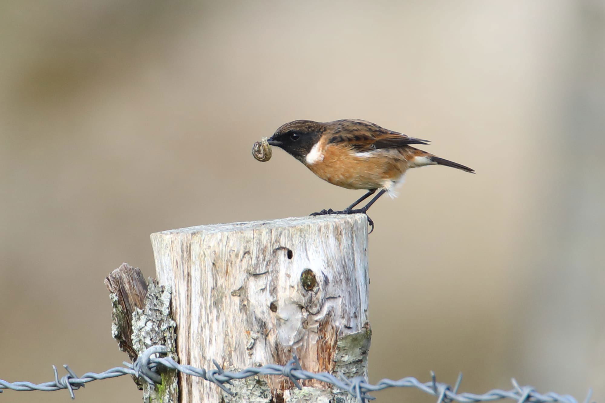 Stonechat