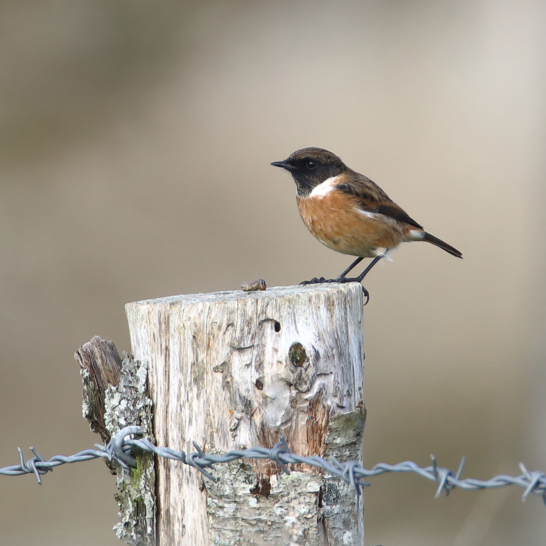 Stonechat