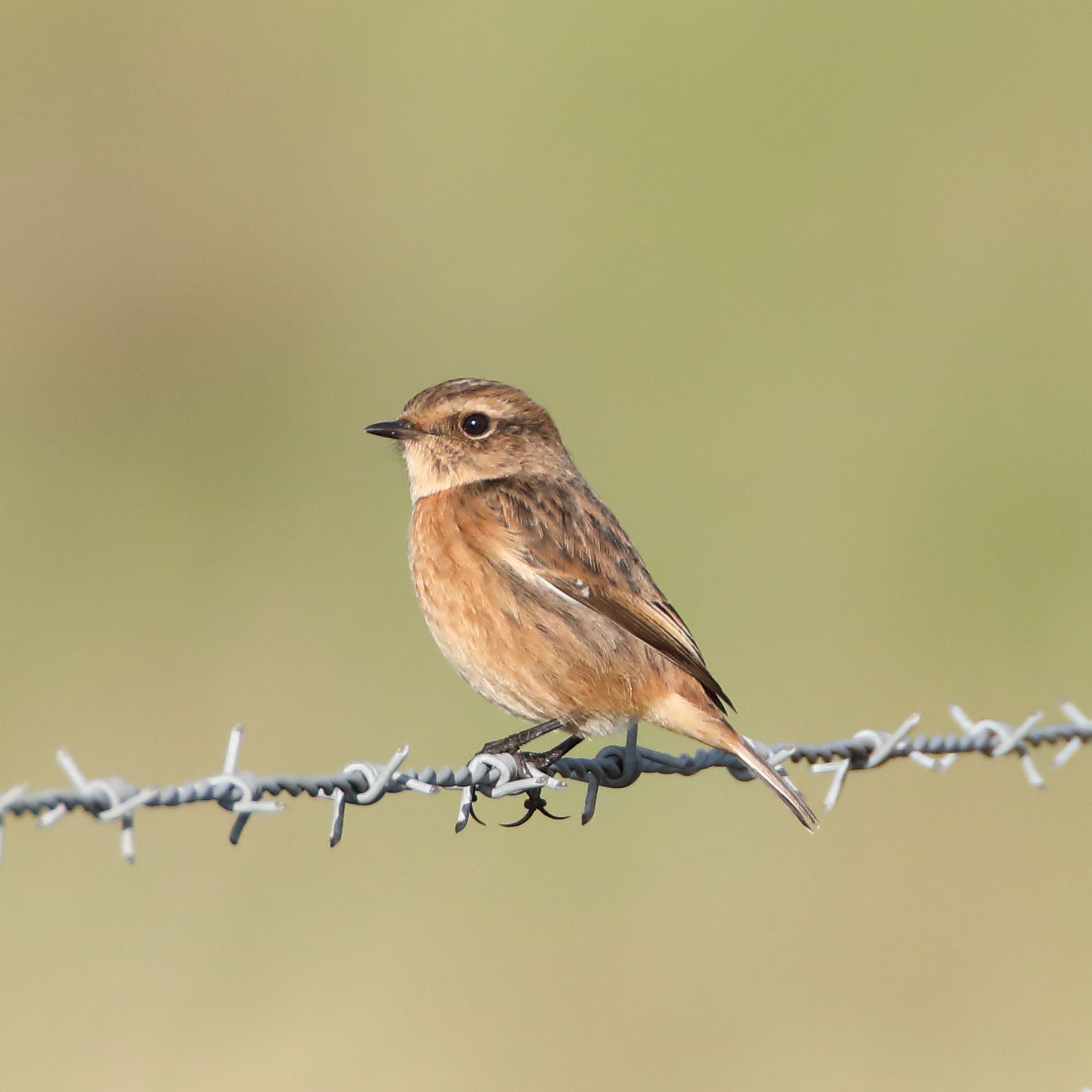 Stonechat