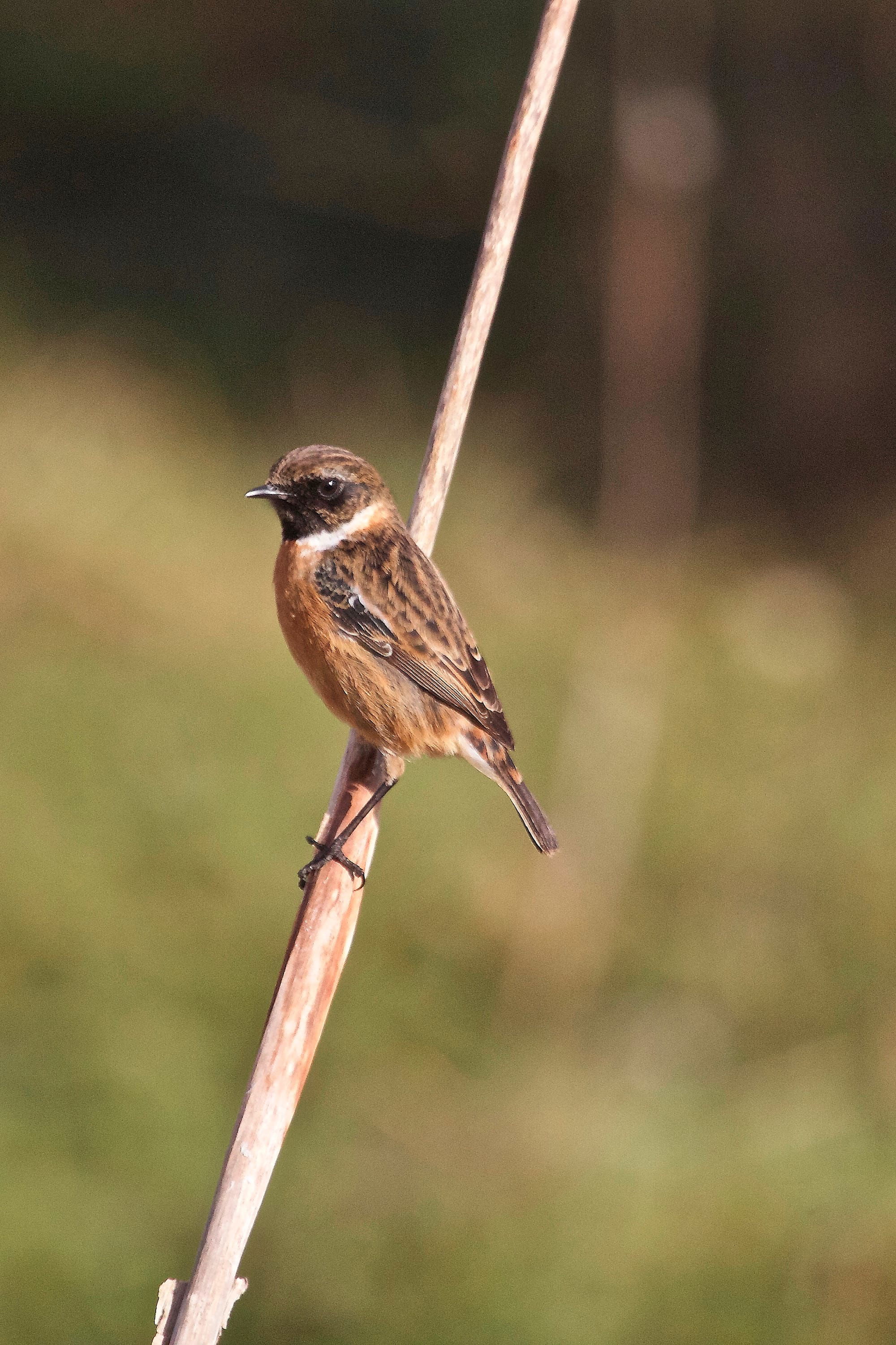 Stonechat